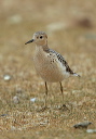 buff-breasted_sandpiper3608