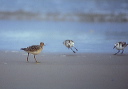 buffbreastedsandpiper