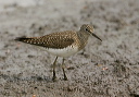 img_0397_sandpiper