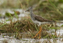 img_2560_yellowlegs