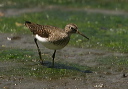 img_2587_sandpiper