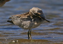 img_2729_dowitcher