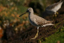 img_2805_dowitcher