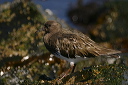 img_2834_black_turnstone