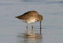img_7123_dowitcher