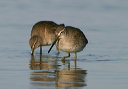 img_7124_dowitcher