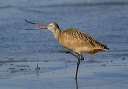 img_7494_godwit