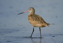 img_7513_godwit