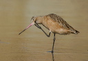 img_7523_godwit