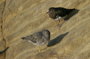 img_7644_turnstone_tattler