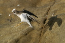 img_7651_sandpiper