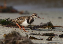 img_7664_turnstone