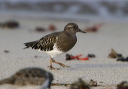 img_7678_turnstone