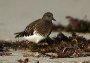 img_7694_turnstone