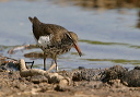 img_8387_sandpiper