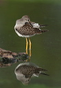 lesser_yellowlegs3358