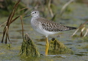 lesser_yellowlegs_1261