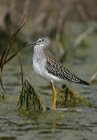lesser_yellowlegs_1262