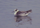 red-necked_phalarope
