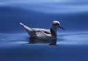 red_phalarope