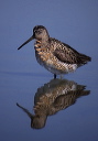 short-billed_dowitcher1