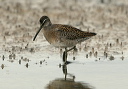 short-billed_dowitcher_1318
