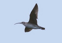 whimbrel_flight