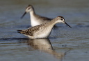 wilson_s_phalarope2583