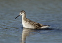 wilson_s_phalarope2588