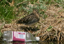 wilson_s_snipe174