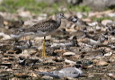 zh3z2739_yellowlegs