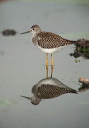 zh3z3352_yellowlegs