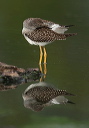 zh3z3359_yellowlegs