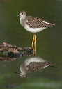 zh3z3361_yellowlegs