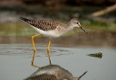 zh3z3363_yellowlegs