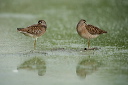 zh3z3400_dowitcher