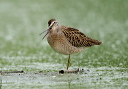 zh3z3408_dowitcher