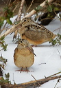 zh3z6120_woodcock