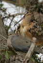 zh3z6249_woodcock