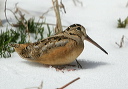 zh3z6270_woodcock