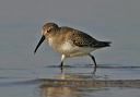 calidris_img_7133