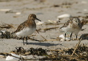 img_3970_sanderling
