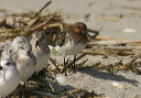 img_3970_sanderling.jpg_a