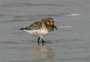 img_3975_sanderling