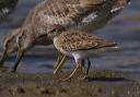 least_sandpiper722