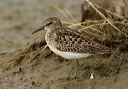 least_sandpiper_1280