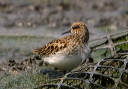 least_sandpiper_img_2603