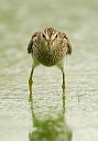 pectoral_sandpiper3423