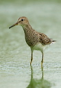 pectoral_sandpiper3426