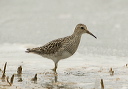 pectoral_sandpiper_1307